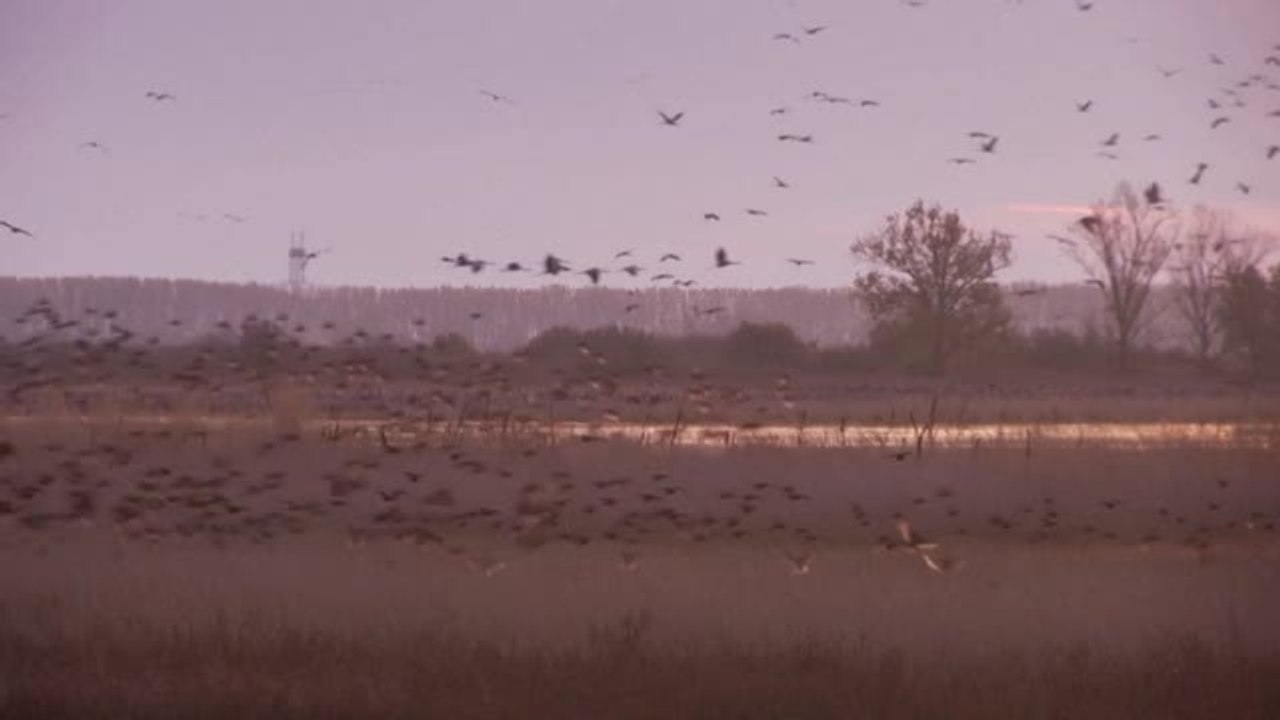 Los humanos somos la principal amenaza para unas 1200 especies migratorias