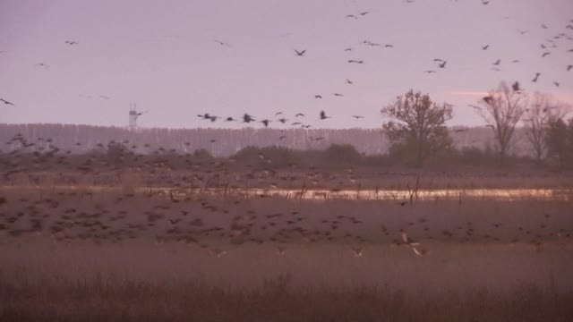 Los humanos somos la principal amenaza para unas 1200 especies migratorias