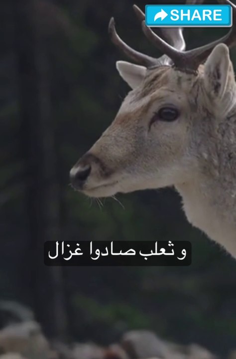 من أين تعلمت هذه القسمة الجميلة#حكمة
