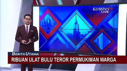 Ribuan Ulat Bulu Teror Permukiman Warga di Klaten