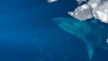 Marvelous view of enormous Minke Whales rising to the surface to catch air