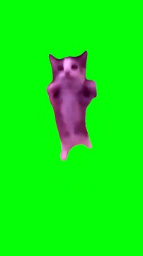 happy happy cat green screen meme template #memes #trending #viral #cat