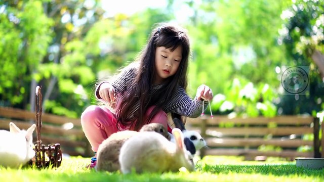 Baby rabbits tips | Raising rabbits properly #pets_birds #baby_rabbit #baby_rabbit_care