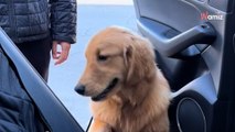 Golden retriever udaje, że nie może wskoczyć do samochodu, ale opiekunowie przyłapują go na kłamstwie (video)
