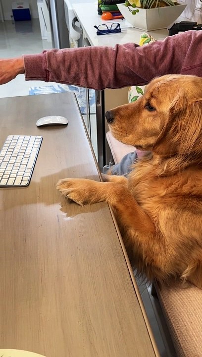 Dog Can't Recognize Himself