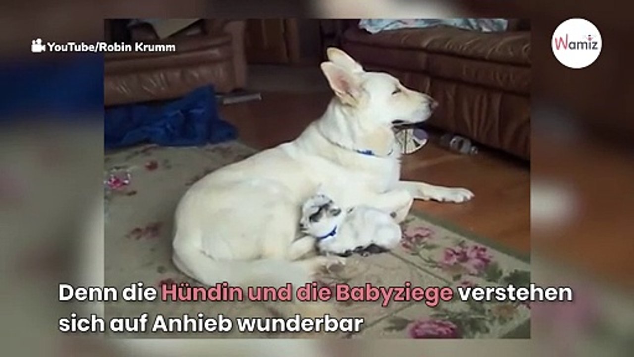 Weißer Schäferhund bekommt Nachwuchs, doch das Baby ist gar kein Hund