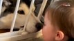 Husky se convierte en el mejor amigo del bebé desde que lo ve por primera vez