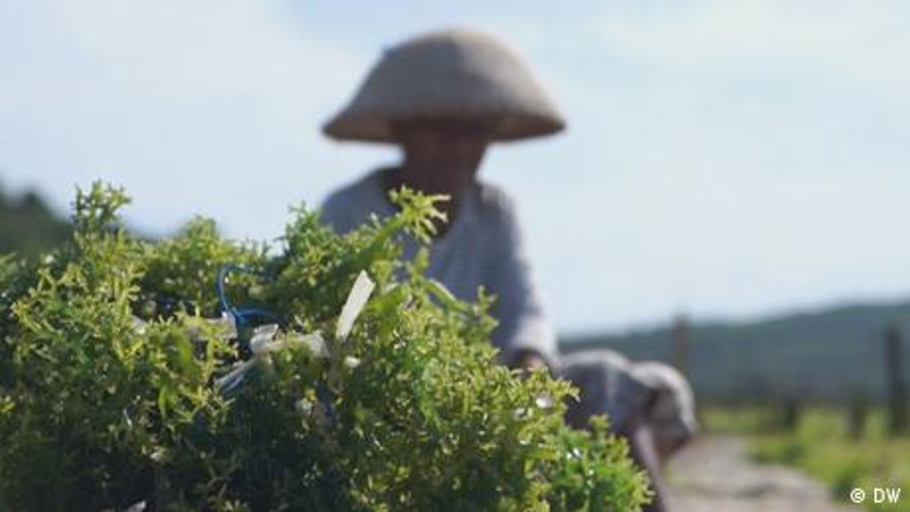 Wahlen in Indonesien und die Hoffnungen der Algenbauern
