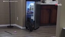Video: Gatto si dirige verso la cucina. La sua strategia per ottenere lo spuntino è spettacolare