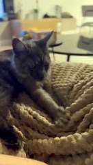 My cat before going to bed