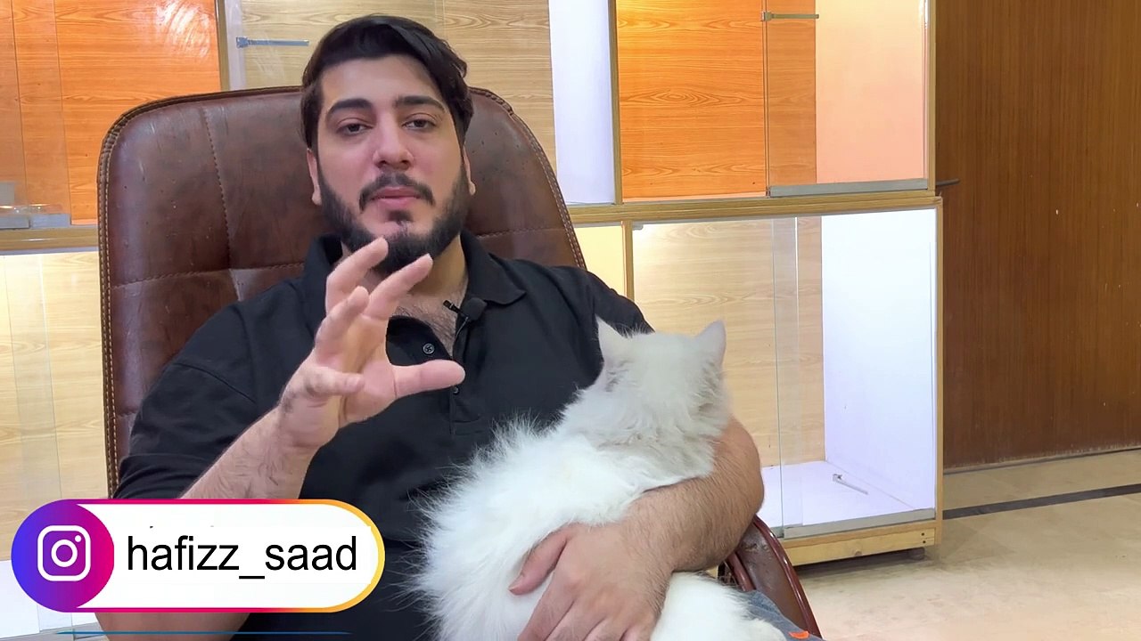 How to Breed a Persian Cat _ Tips for Cat mating _ Persian Cat breeding