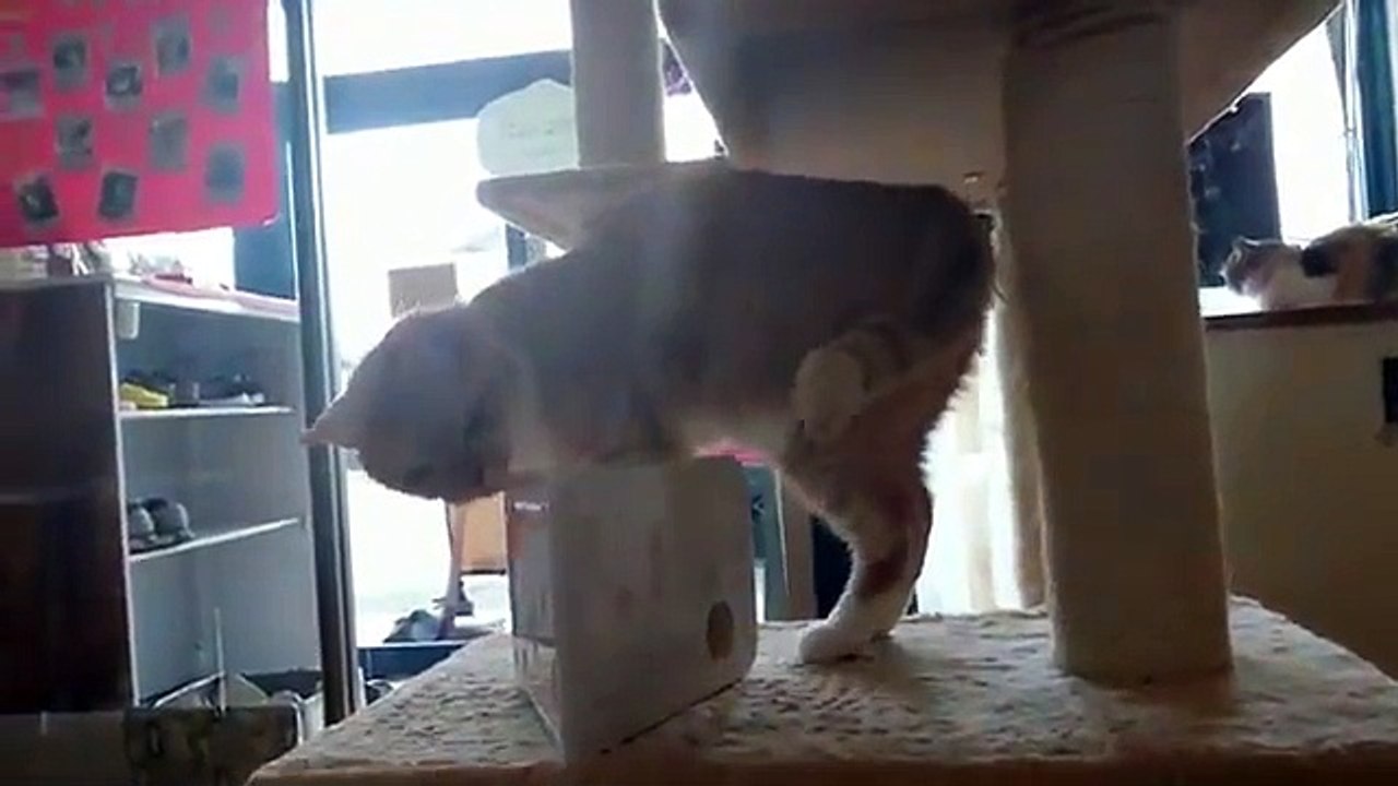 Cat and dogلما تجيب لعبة غير مفهومة لقطك ويحب يكتشفها