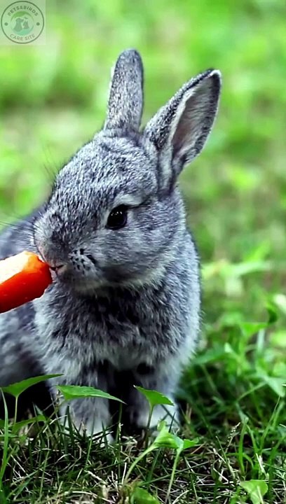 Baby rabbits health | Baby rabbits handling #pets_birds #bunny_love bunnies