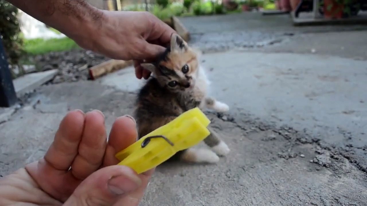 How to deactivate a Cat