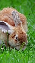 Baby rabbits breeding | Baby rabbits behavior #pets_birds #rabbit_care101 #baby