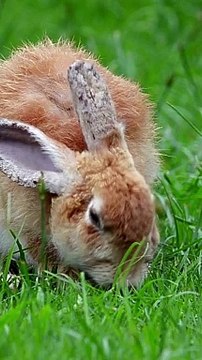 Baby rabbits breeding | Baby rabbits behavior #pets_birds #rabbit_care101 #baby