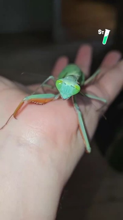 Les mantes sont vues comme des animaux qui n’ont aucune limite quand on parle de manger. Aujourd’hui Maja prouve le contraire ! @seb_insectes   #mantes #insectes #animaux #science