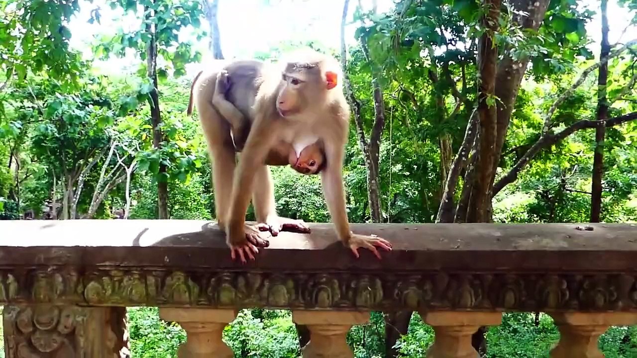 Smallest baby that he lost mommy, Milina mom went far for finding foods (720p_25fps_H264-192kbit_AAC)