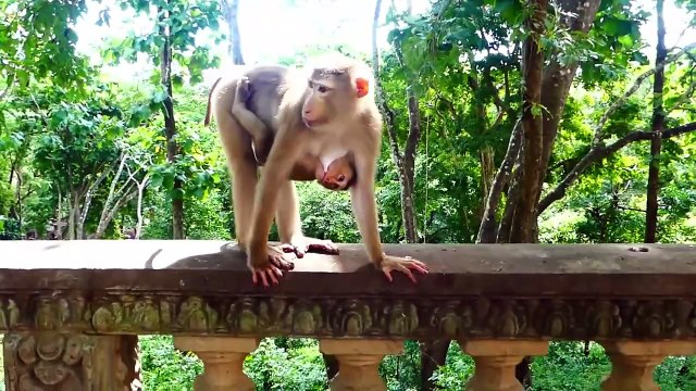 Smallest baby that he lost mommy, Milina mom went far for finding foods (720p_25fps_H264-192kbit_AAC)