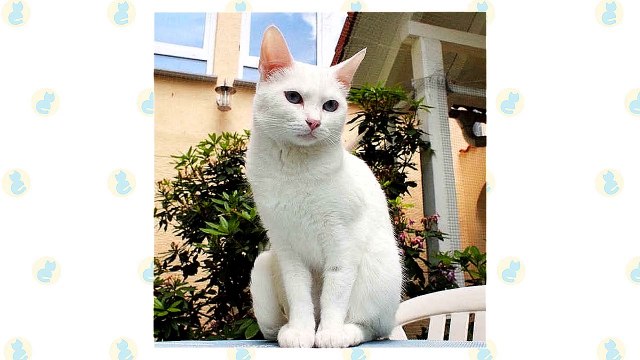 Khao Manee Cat VS. Turkish Angora Cat