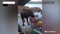 Moose steals groceries from Alaska shopper
