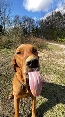 Dog Tries To Reach The Peanut Butter