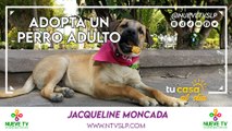 Adopta un perro adulto.