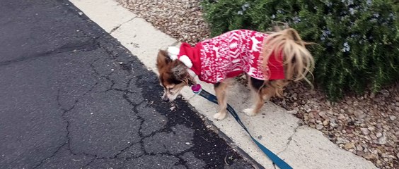 Ozzyta didn't do her business or eat while on our walk but she ate good at home thanks to mom VID_20240208_155135249