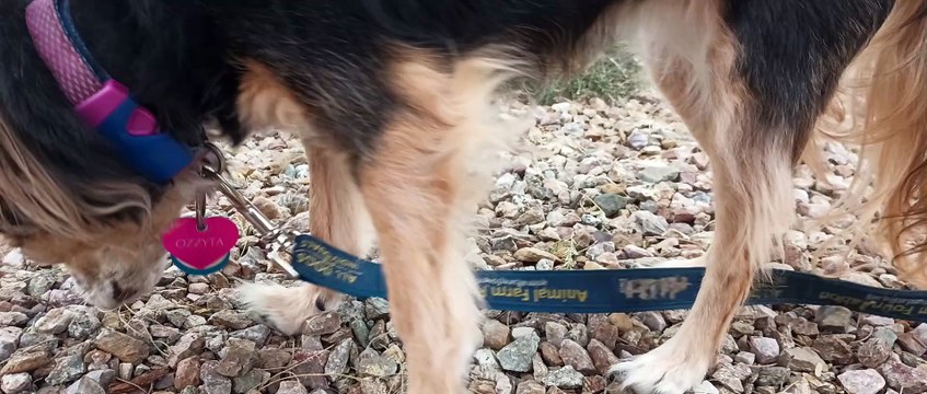 Ozzyta ate rice & ground beef at home but didn't want hot dogs. She sat 4 me though eventually VID_20240205_160740308