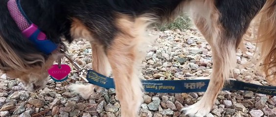 Ozzyta ate rice & ground beef at home but didn't want hot dogs. She sat 4 me though eventually VID_20240205_160740308