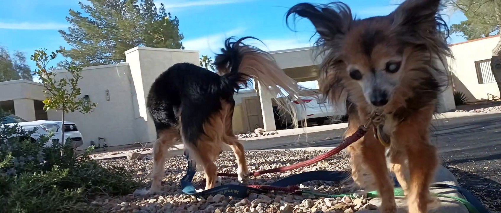 Ozzyta 17y Villanova 14y maybe ladies were so surprised 2 be on walk together they never barked VID_20240212_153232896