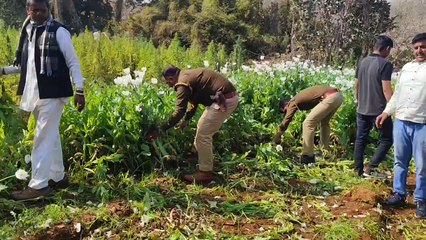 vdoखेतों से अफीम व गांजा जब्त