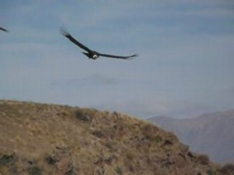 Les condors du canyon de Colca - PEROU