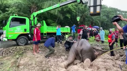 Hero vets save mother elephant's life with CPR and rescues baby from drain