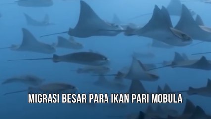 Migrasi Besar Para Ikan Pari Mobula