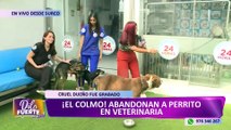 Lamentable: abandonan a varios perritos en una veterinaria de Surco