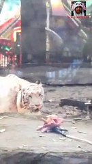 Thi kéo co với hổ trắng ở Thảo Cầm Viên Sài Gòn