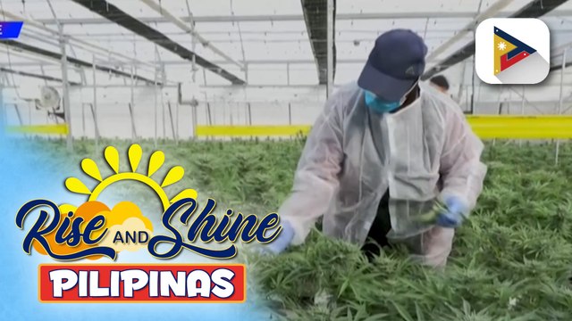 DOH, nagpaalala na labag pa rin sa batas ang anumang paggamit ng Marijuana