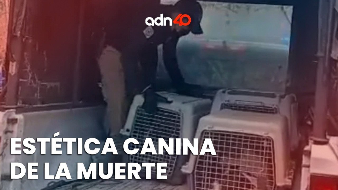 Clausuran estética canina por maltrato animal, encontraron dos perritos muertos I Ciudad Desnuda