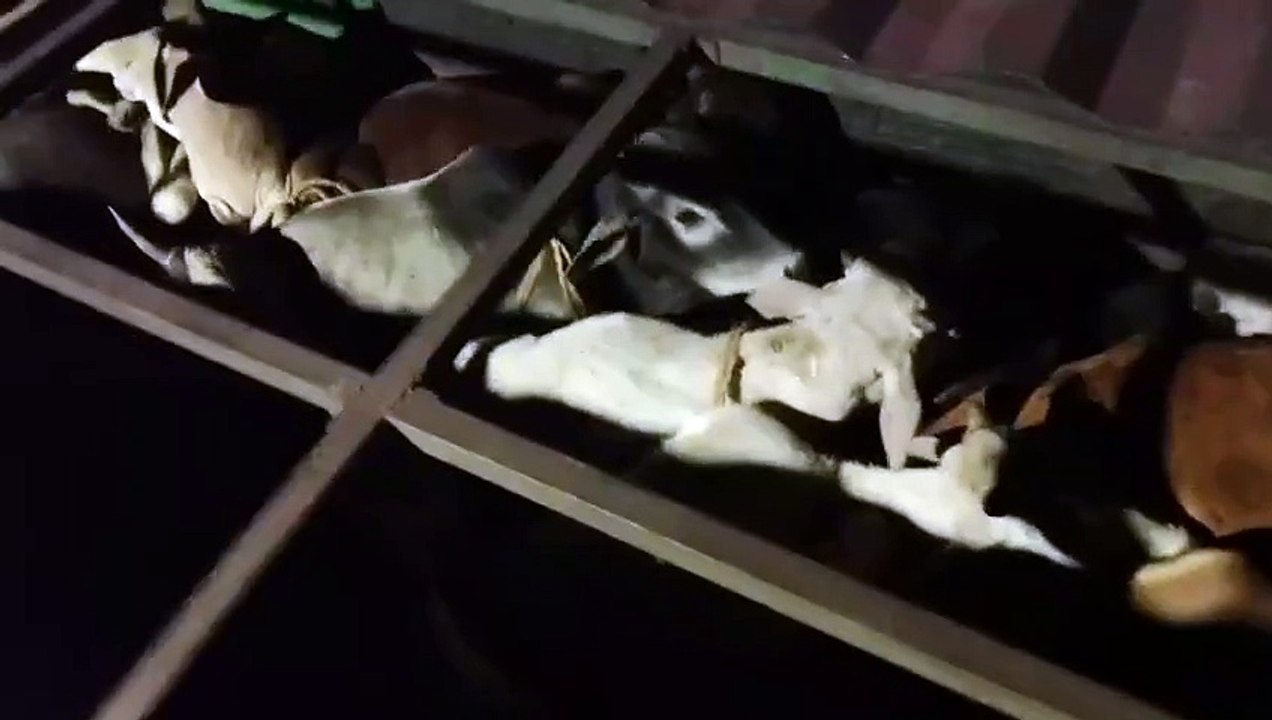 Raipur News: छत्तीसगढ़ में बेखौफ गौ तस्कर, गौ वंश से भरी पिकअप वाहन पकड़े गए, देखिए VIDEO