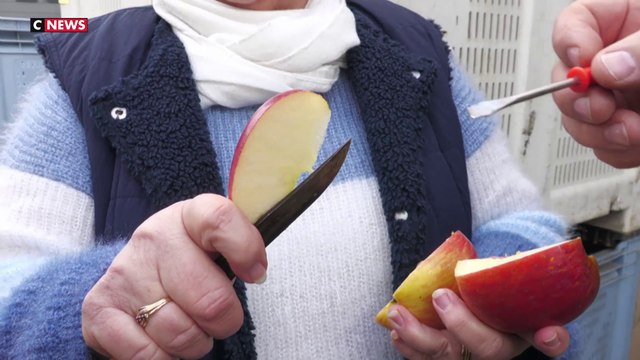 Ces producteurs de pommes qui vendent à perte