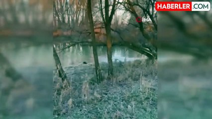 Nadir Görülen Su Samurları Bir Arada Görüntülendi