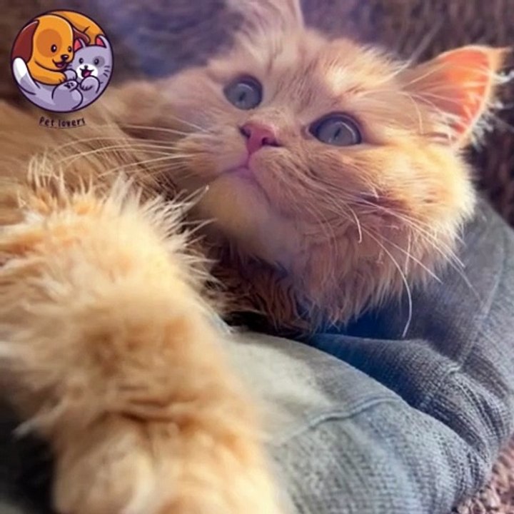 Pet lovers cat so cute