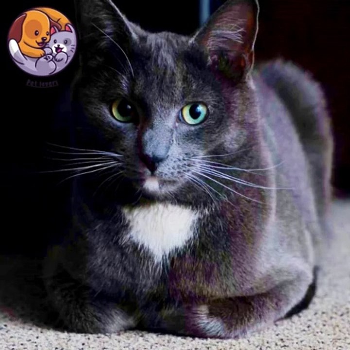 Black cat pet lovers #petlovers #blackcat