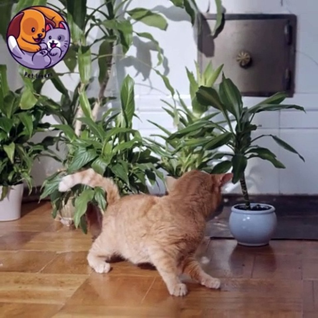 ⁣Pet lovers ,Brown cat #shorts  #petloversunite #lovablepets #petlovers