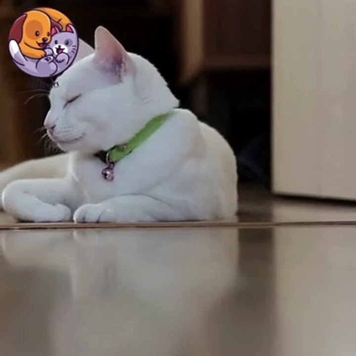 Pet lovers white cat