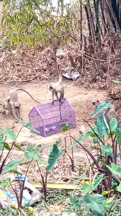 Funny Baby Monkey Dance Video, Animal Funny Video, Honuman Viral Video, New Video #Animalsvideo#Funnyvideo