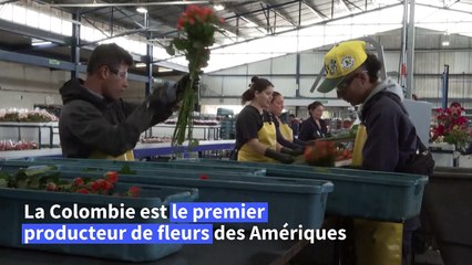 La Colombie a exporté 700 millons de fleurs pour la Saint Valentin