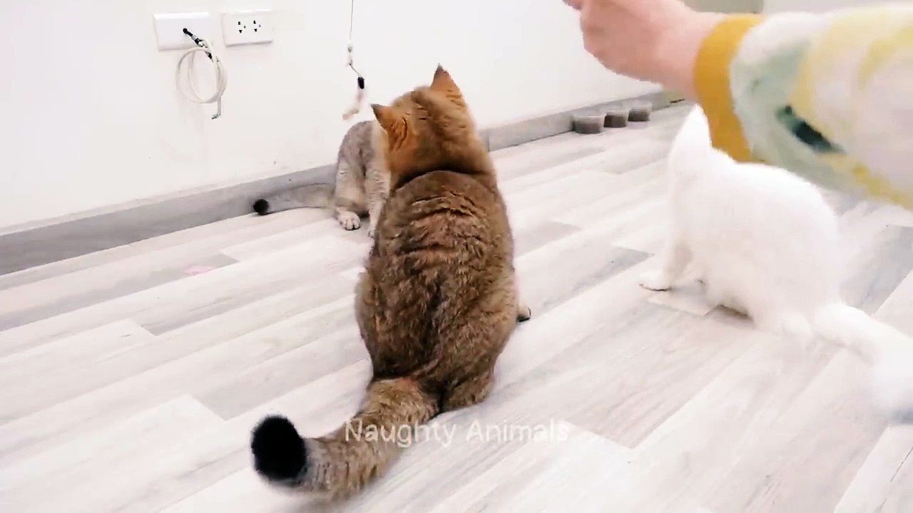 New Funny Cats and Dogs Videos  Part 14