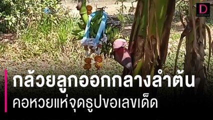 กล้วยประหลาดมีลูกออกกลางลำต้น คอหวยไม่พลาดแห่จุดธูปขอเลขเด็ด | HOTSHOT เดลินิวส์ 14/02/67